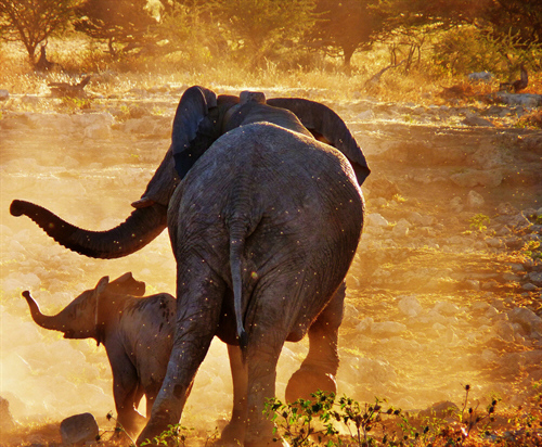 Africa
